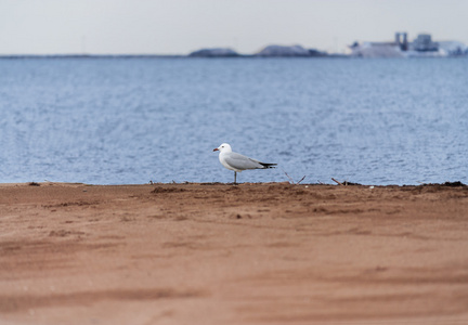 在西班牙 delt荒tarragona 海滩上摆姿势的海鸥