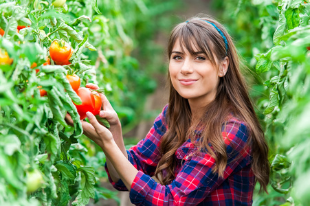 年轻女子在温室西红柿收获