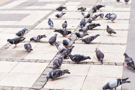 鸽子群摄影图-鸽子群图片大全-鸽子群照片-摄图新视界