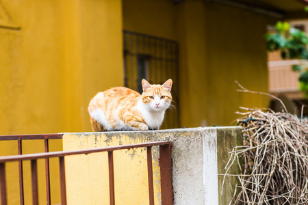 在大街上的猫