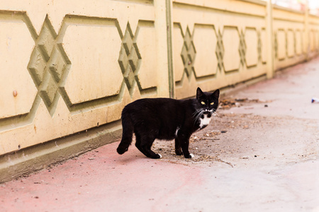 在大街上的猫