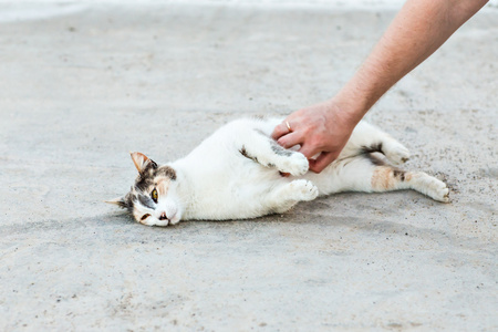 在大街上的猫