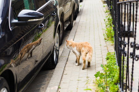 在大街上的猫