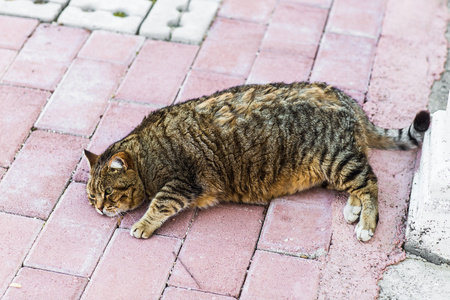 胖懒懒猫