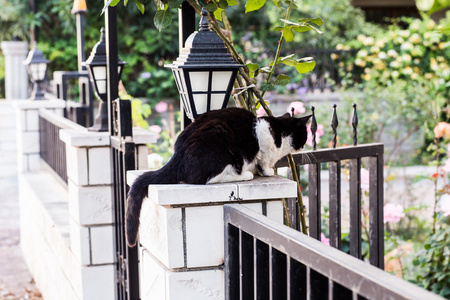 在大街上的猫