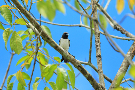 在婆罗洲的白胸 Woodswallow Artamus leucorhynchus