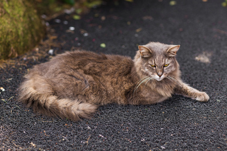 在大街上的猫