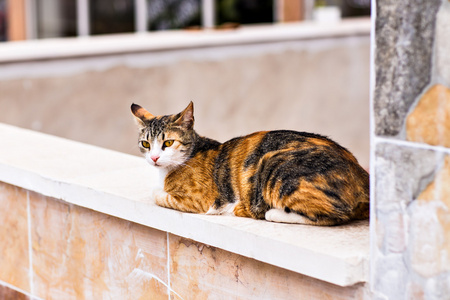 在大街上的猫