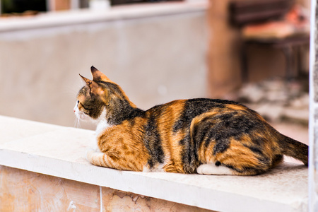 在大街上的猫