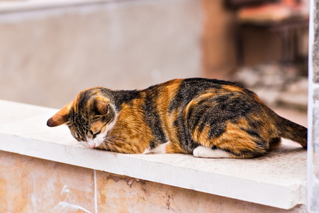 在大街上的猫