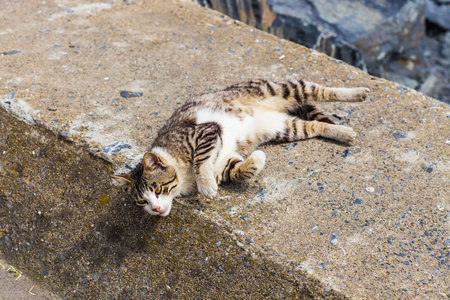 在海滩上的猫