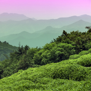 中国的茶山和中国馆