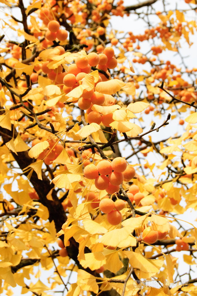 秋天的银杏树与黄色叶子和黄色果子