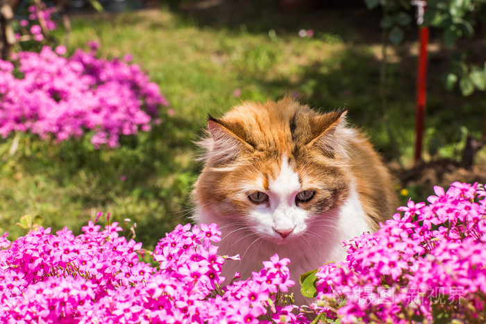 可爱的猫咪在花丛中