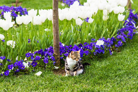 可爱的猫咪在花丛中照片