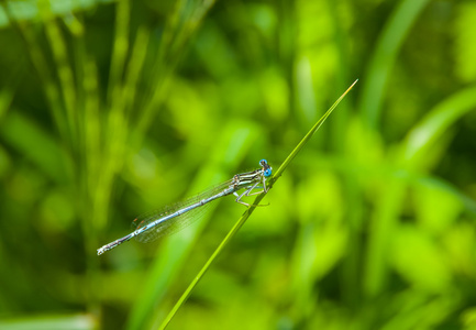 蓝蜻蜓