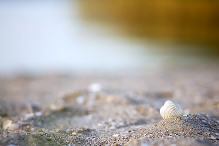 在海滩上的白色小贝壳