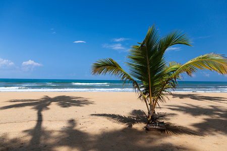棕榈和大洋彼岸的棕榈阴影。斯里兰卡