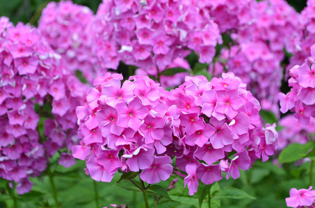 福禄考花卉图片