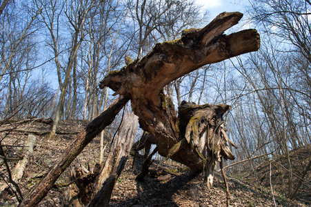倒下的枯树倒下的枯树照片