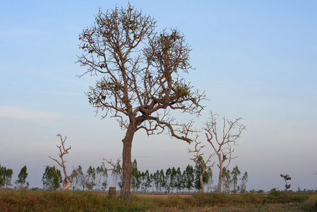 与稻田的枯树，也是农村地区的常见风景