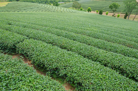 在泰国北部的茶叶种植园