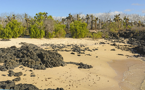 不寻常的热带海滩上植被