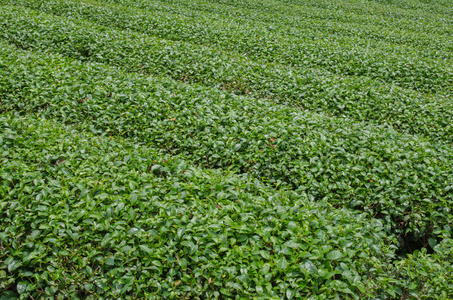 在泰国北部的茶叶种植园