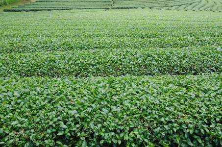 在泰国北部的茶叶种植园