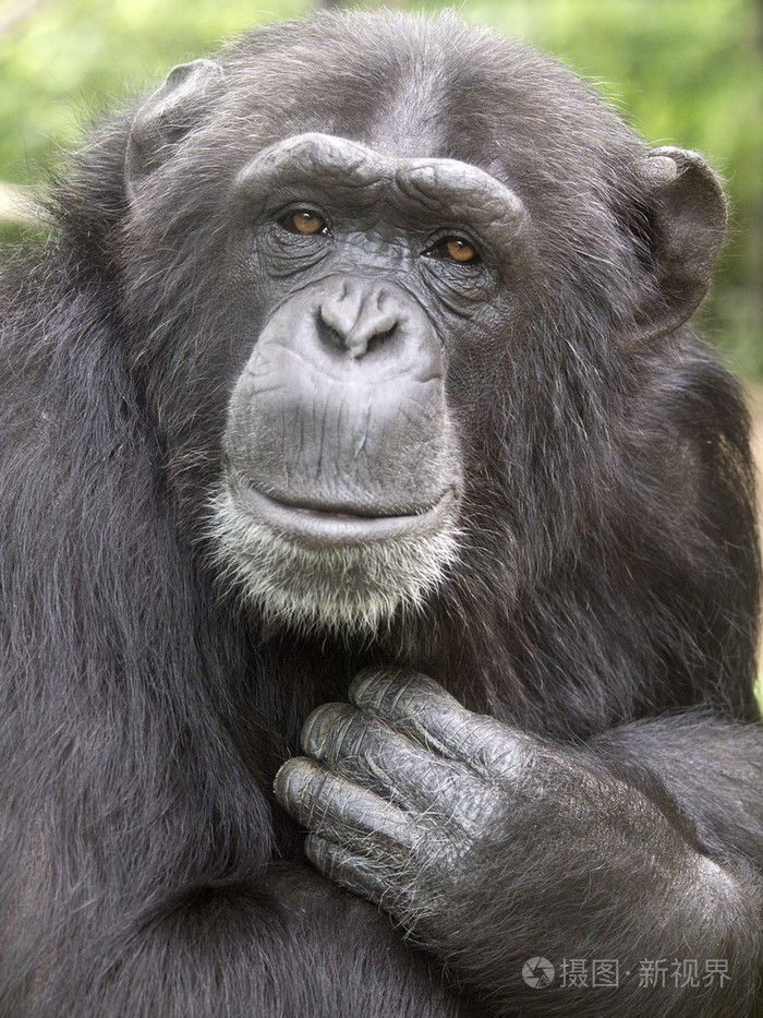 黑色黑猩猩的头