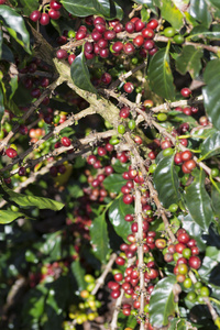 成熟的咖啡豆水果