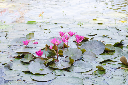 在一个池塘中的莲花