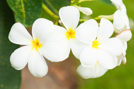 白花树上