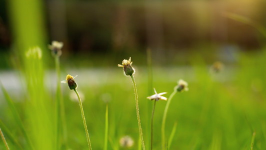 绿色小花模糊背景