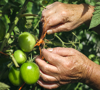 培养绿色西红柿