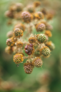 干燥的园林花卉