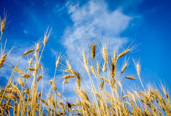 成熟的黄金小麦