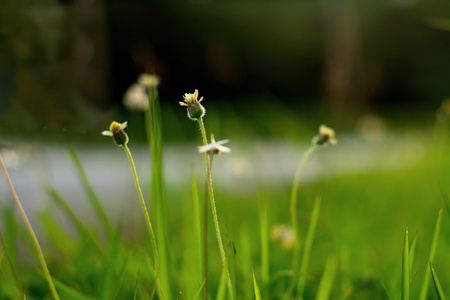 绿色小花模糊背景图片