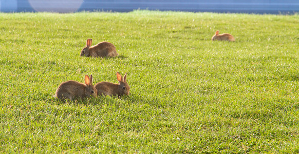 小兔子在草地上
