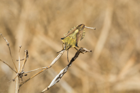 Bug，Carpocoris fuscispinus