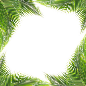 绿色的椰子叶帧