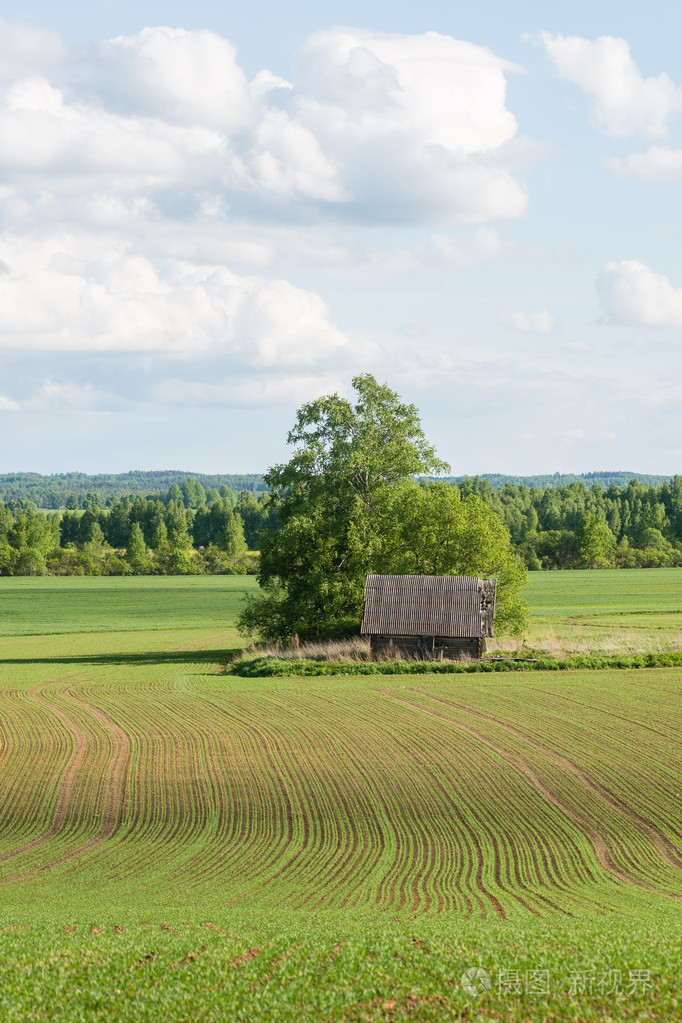 美丽的绿色田野,在夏天的蓝色天空下