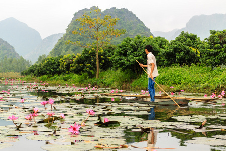 荷花在河内，越南