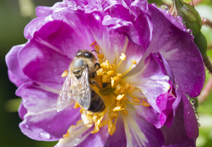 蜜蜂对野生粉红玫瑰