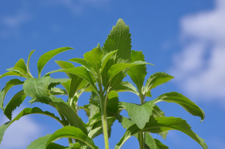 损失的叶子图片