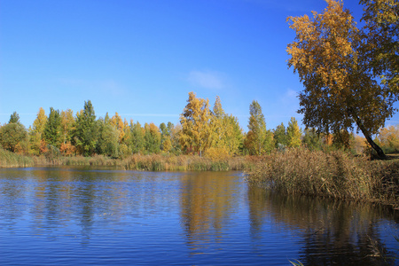 秋季景观在公园里的池塘