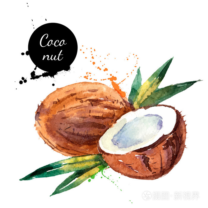手绘水彩绘画水果椰子