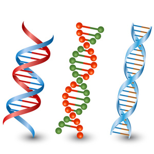 Dna 链。白色背景上的向量