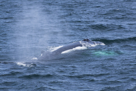 鲸鱼观赏体验