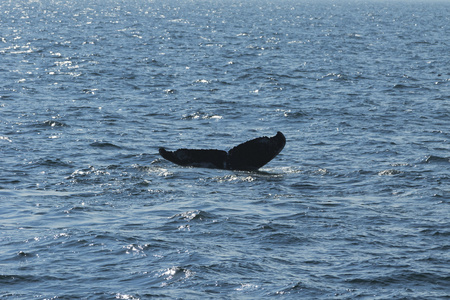 鲸鱼，大西洋海岸